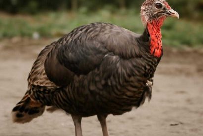 Thumbnail for Индейка по-итальянски: сочное филе, травы и томатный аккорд