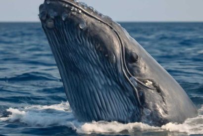 Thumbnail for Китас: живая ткань прибрежной природы и памяти