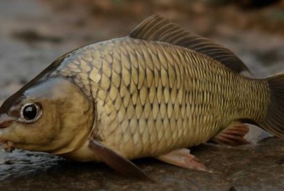 Thumbnail for Рыба, запечённая до янтаря