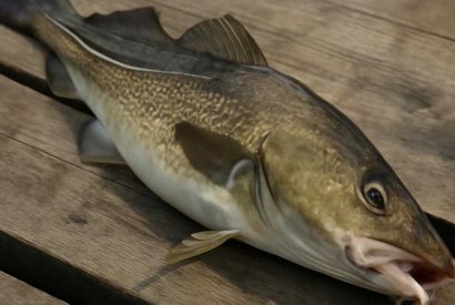 Thumbnail for Полярный бокал хрустящей трески