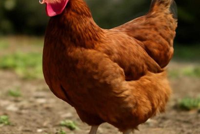 Thumbnail for Курица с лапшой в кисло-сладком соусе без лишней сладости