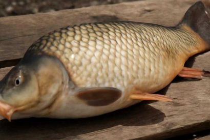 Thumbnail for Рыба под ананасом, томатами и сырной корочкой