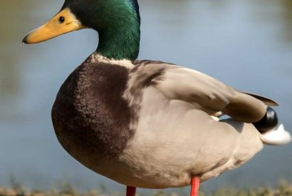 Thumbnail for Фаршированная утка: сочная птица с точным балансом начинки и жара